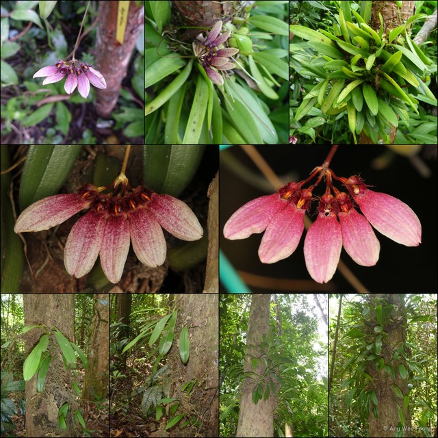 Bulbophyllum lepidum • © Ang Wee Foong • All Rights Reserved