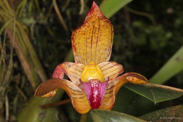 Bulbophyllum lobbii • © Ang Wee Foong • All Rights Reserved