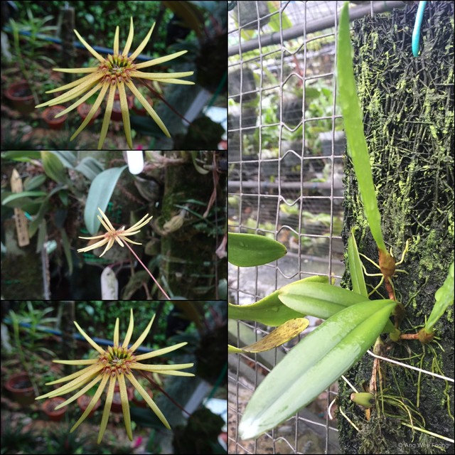 Bulbophyllum makoyanum • © Ang Wee Foong • All Rights Reserved