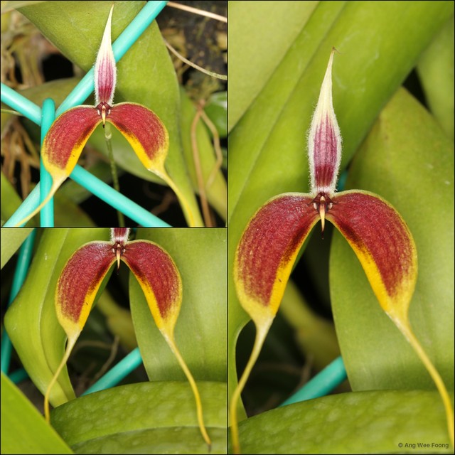 Bulbophyllum maxillare • © Ang Wee Foong • All Rights Reserved
