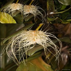 Bulbophyllum medusae (Lindl.) Rchb.f.