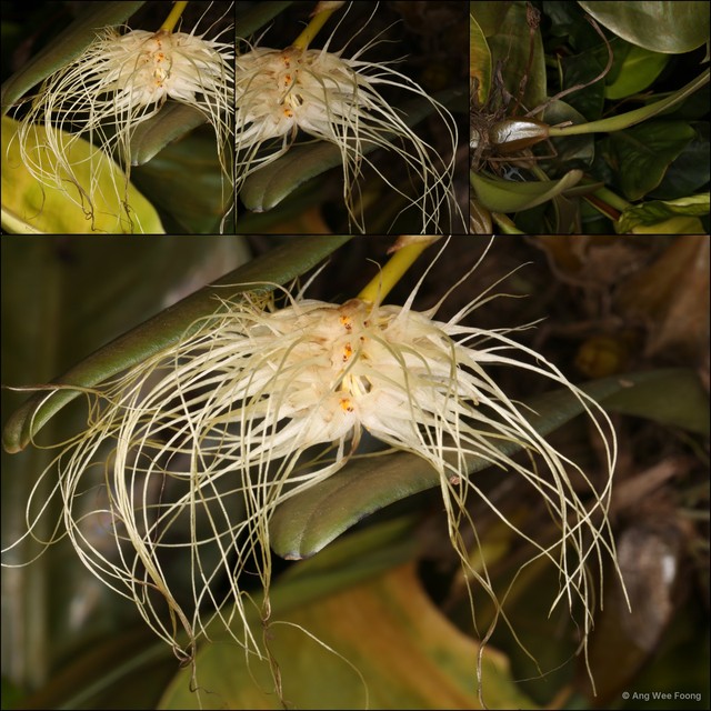 Bulbophyllum medusae • © Ang Wee Foong • All Rights Reserved