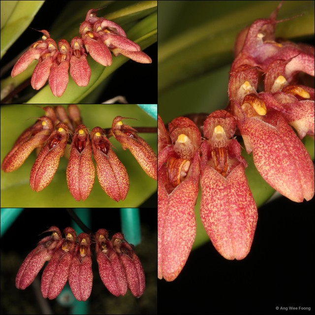 Bulbophyllum pulchellum • © Ang Wee Foong • All Rights Reserved