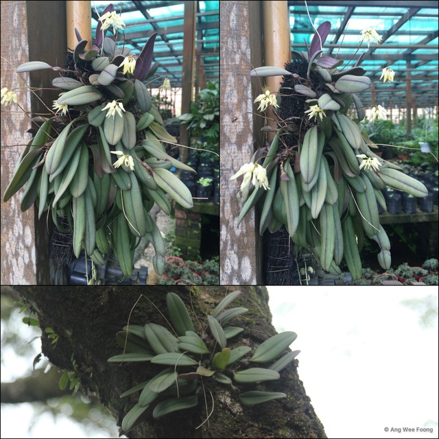 Bulbophyllum purpurascens • © Ang Wee Foong • All Rights Reserved