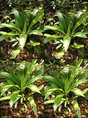 Calanthe (Calanthe) pulchra (Blume) Lindl.