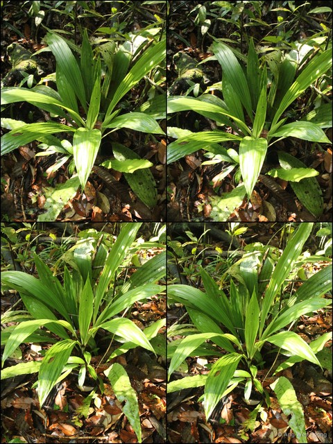 Calanthe (Calanthe) pulchra • © Ang Wee Foong • All Rights Reserved