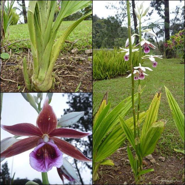 Calanthe tankervilleae • © Ang Wee Foong • All Rights Reserved