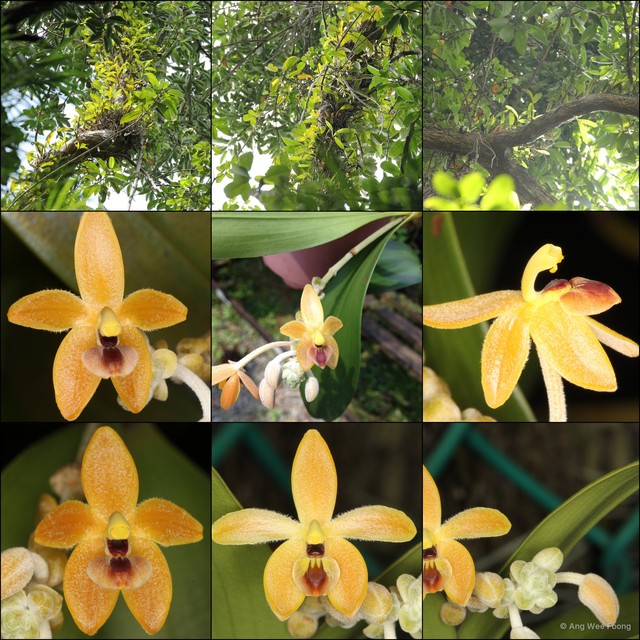 Callostylis pulchella • © Ang Wee Foong • All Rights Reserved