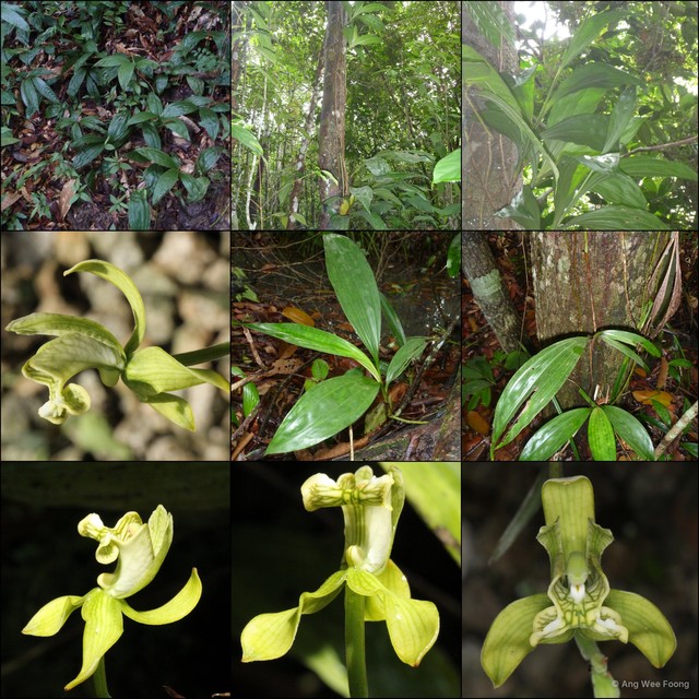 Claderia viridiflora • © Ang Wee Foong • All Rights Reserved