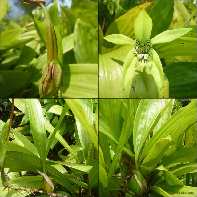 Coelogyne mayeriana • © Ang Wee Foong • All Rights Reserved