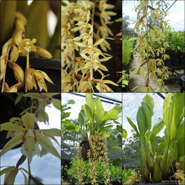 Coelogyne rochussenii • © Ang Wee Foong • All Rights Reserved