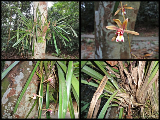 Cymbidium (Cymbidium) finlaysonianum • © Ong Kwan Han • All Rights Reserved