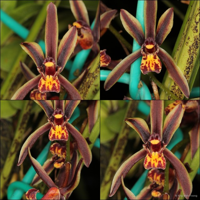 Cymbidium (Cymbidium) bicolor pubescens • © Ang Wee Foong • All Rights Reserved