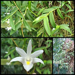 Dendrobium crumenatum