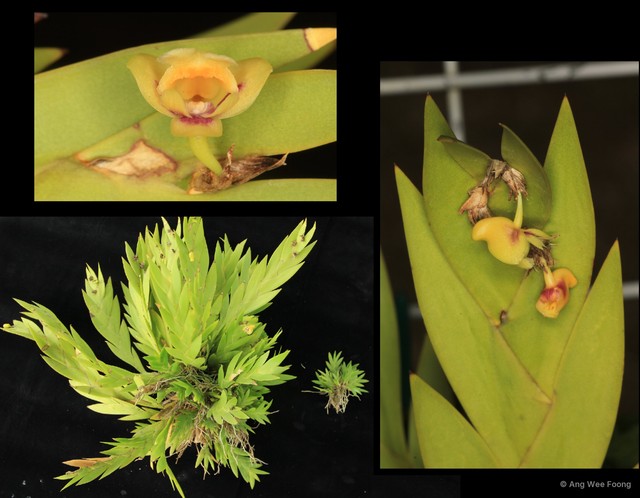 Dendrobium grande • © Ang Wee Foong • All Rights Reserved