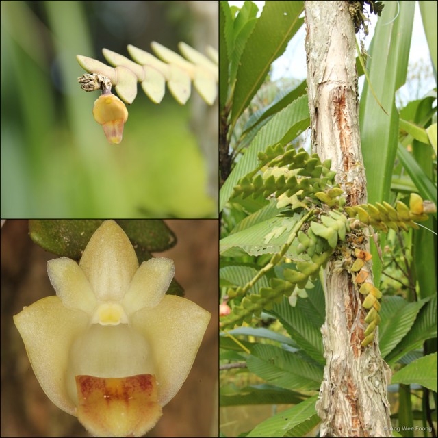Dendrobium leonis • © Ang Wee Foong • All Rights Reserved
