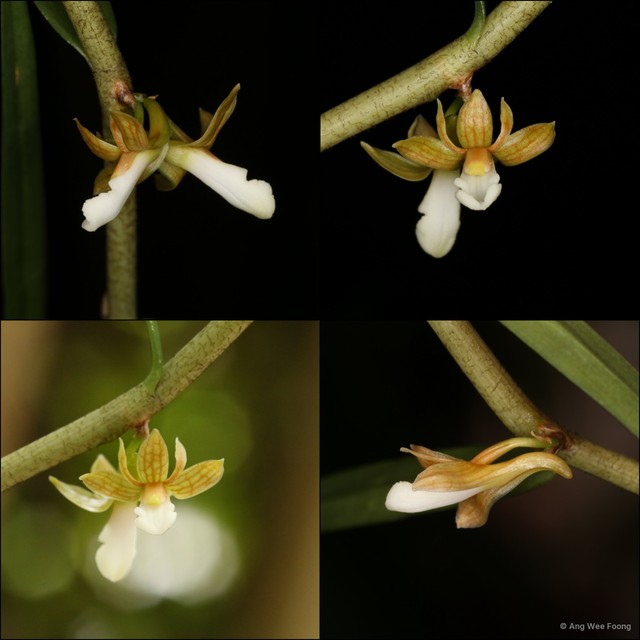 Dendrobium lobbii • © Ang Wee Foong • All Rights Reserved