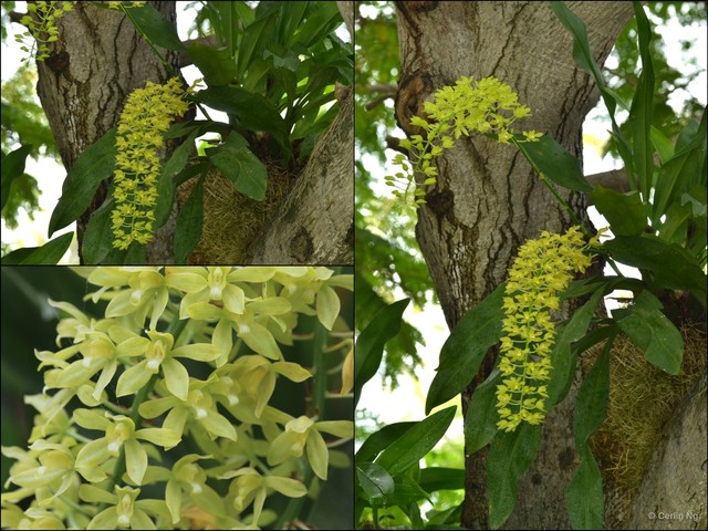 Grammatophyllum scriptum • © Cerlin Ng • All Rights Reserved