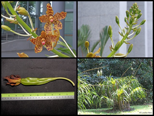 Grammatophyllum speciosum • © Louise Neo • All Rights Reserved