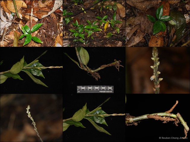 Hetaeria oblongifolia • © Reuben Chong Jin Lim • All Rights Reserved