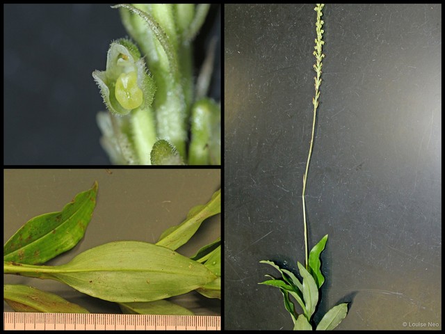 Hylophila mollis • © Louise Neo • All Rights Reserved