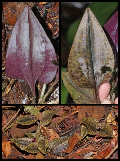 Nephelaphyllum pulchrum • © Louise Neo • All Rights Reserved
