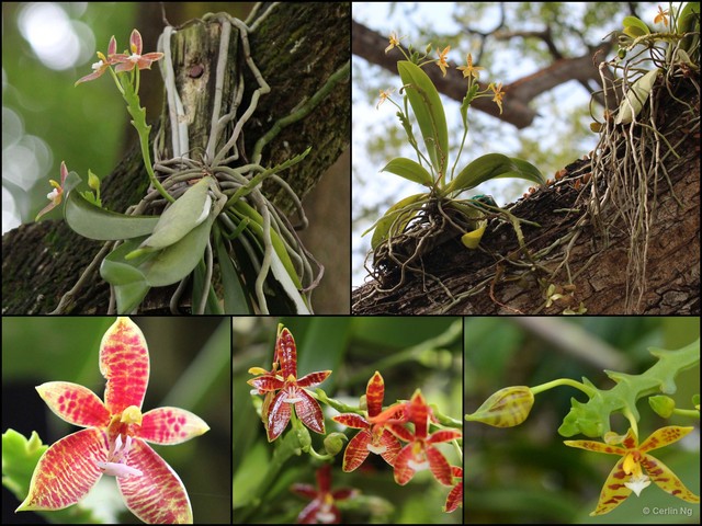 Phalaenopsis (Polychilos) cornu-cervi • © Cerlin Ng • All Rights Reserved