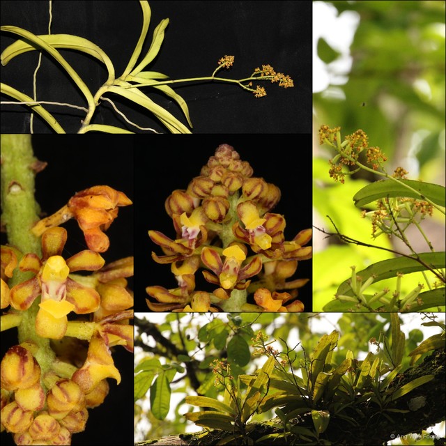 Pomatocalpa diffusum • © Ang Wee Foong • All Rights Reserved