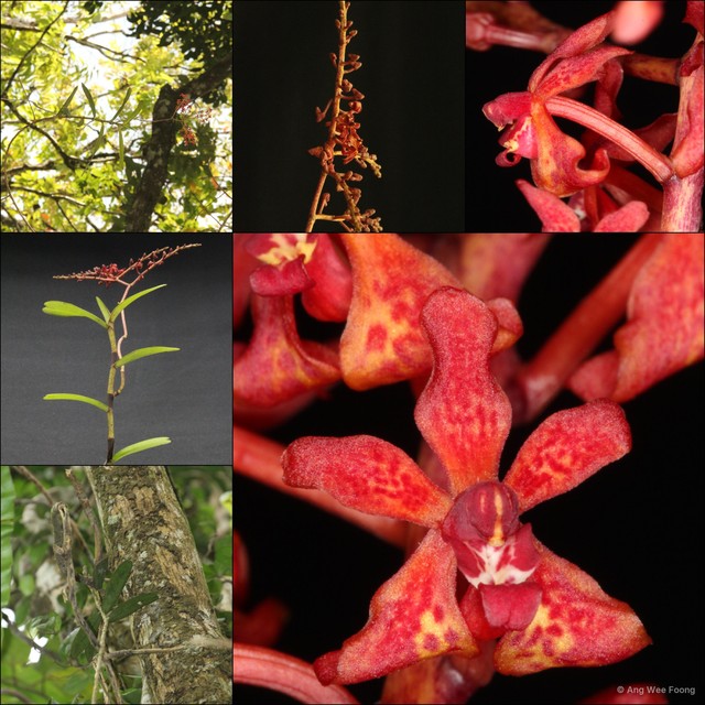 Renanthera elongata • © Ang Wee Foong • All Rights Reserved