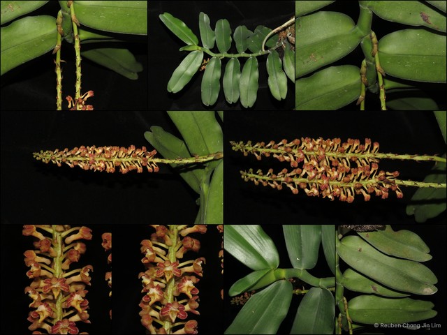 Robiquetia spathulata • © Reuben Chong Jin Lim • All Rights Reserved
