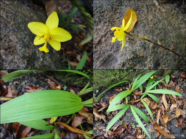 Spathoglottis gracilis • © Ong Kwan Han • All Rights Reserved