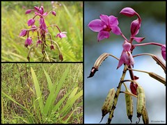 Spathoglottis plicata