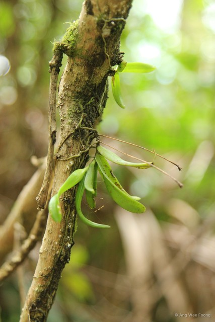 Thrixspermum trichoglottis • © Ang Wee Foong • All Rights Reserved