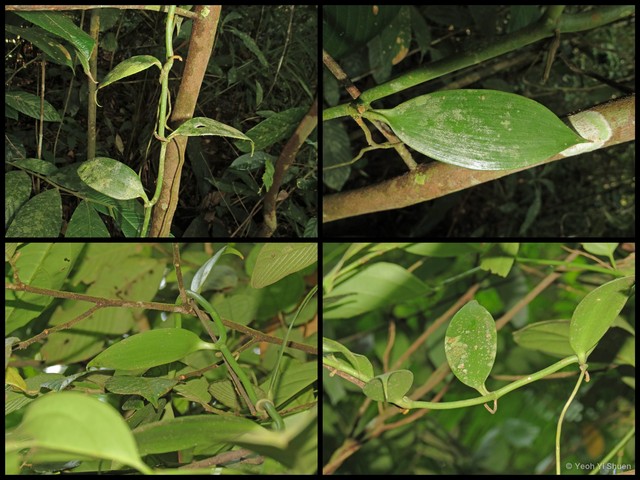 Vanilla (Xanata) griffithii • © Yeoh Yi Shuen • All Rights Reserved