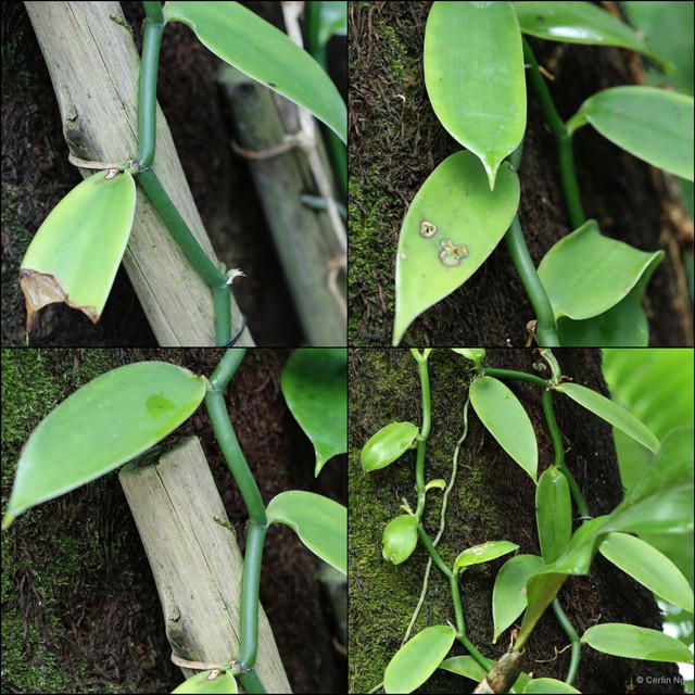 Vanilla (Xanata) planifolia • © Cerlin Ng • All Rights Reserved