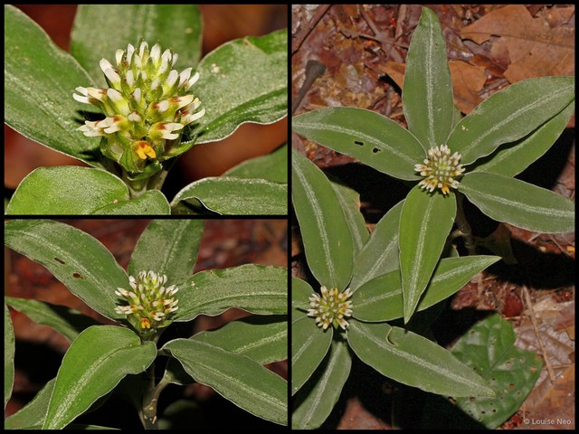 Vrydagzynea lancifolia • © Louise Neo • All Rights Reserved