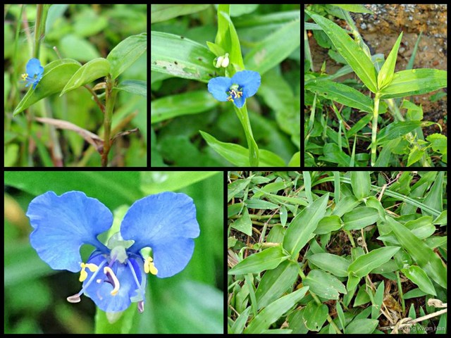 Commelina diffusa • © Ong Kwan Han • All Rights Reserved
