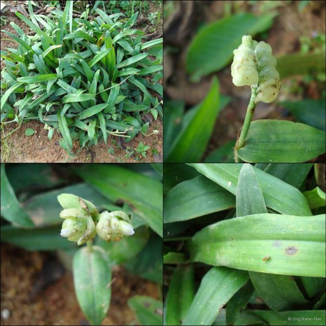 Murdannia bracteata • © Ong Kwan Han • All Rights Reserved