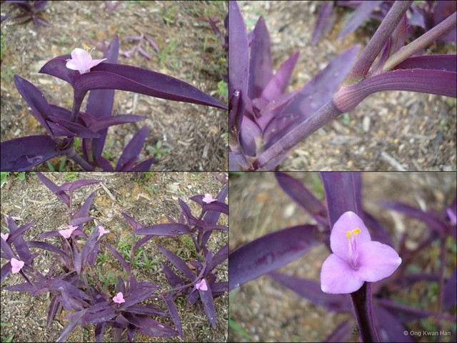 Tradescantia (Setcreasea) pallida • © Ong Kwan Han • All Rights Reserved