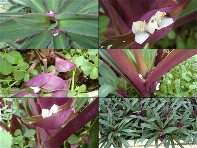 Tradescantia (Campelia) spathacea • © Ong Kwan Han • All Rights Reserved