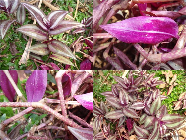 Tradescantia (Campelia) zebrina • © Ong Kwan Han • All Rights Reserved