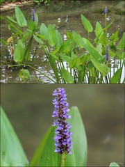 Pontederia (Pontederia) cordata