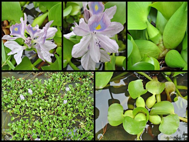 Pontederia (Oshunae) crassipes • © Ong Kwan Han • All Rights Reserved