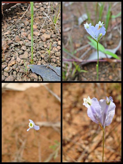 Burmannia coelestis • © Ong Kwan Han • All Rights Reserved