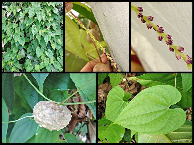 Dioscorea bulbifera • © Ong Kwan Han • All Rights Reserved