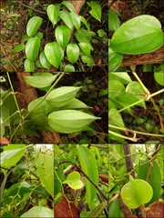 Dioscorea glabra
