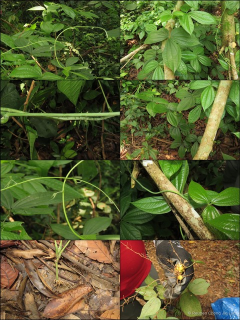 Dioscorea hispida • © Reuben Chong Jin Lim • All Rights Reserved