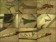 Dioscorea kingii R.Knuth