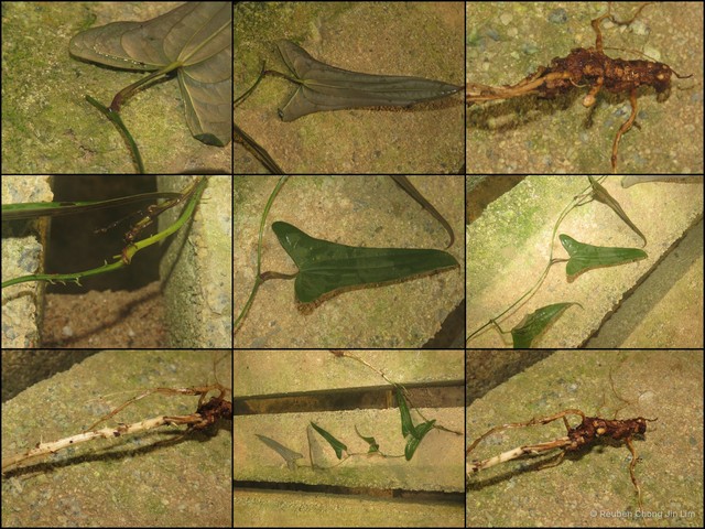 Dioscorea kingii • © Reuben Chong Jin Lim • All Rights Reserved