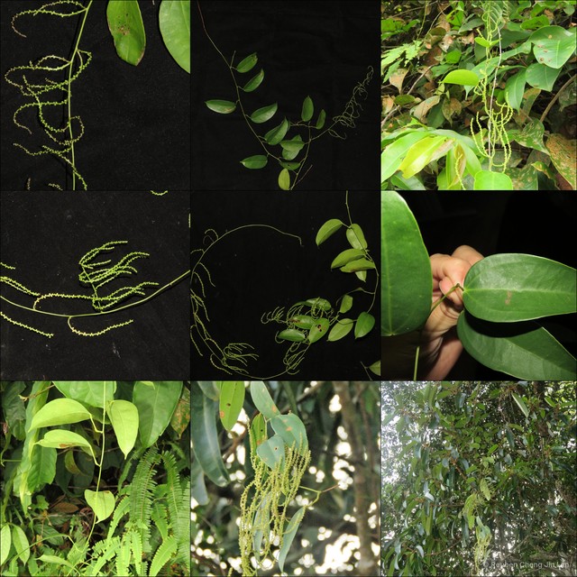 Dioscorea laurifolia • © Reuben Chong Jin Lim • All Rights Reserved